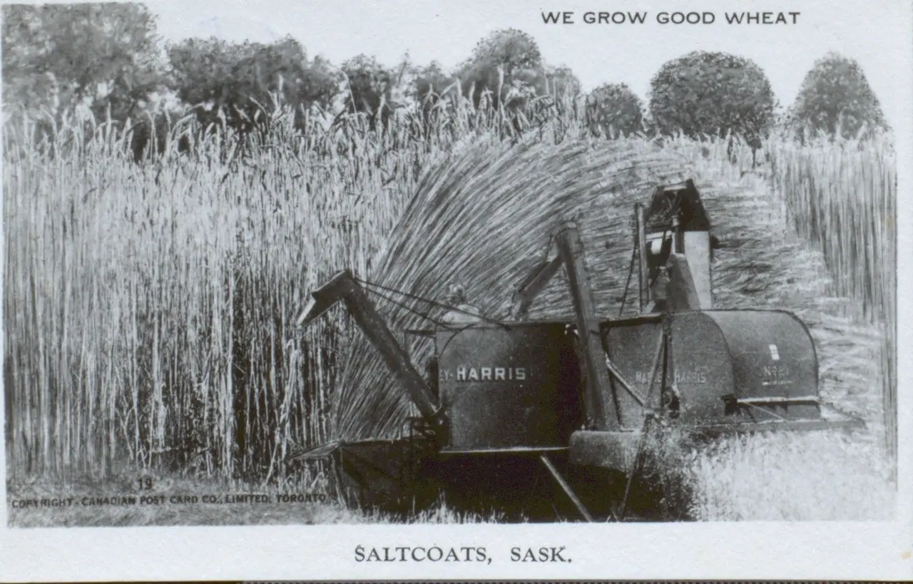 Harris harvester cutting tall wheat, about 1920