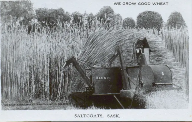 Harris harvester cutting tall wheat